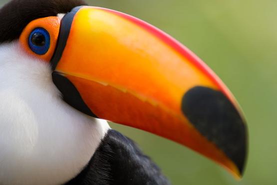 Head up into the canopy for a chance to see colourful toucans