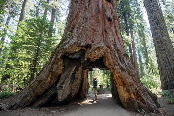 You’ll find giant sequoias in Yosemite National Park