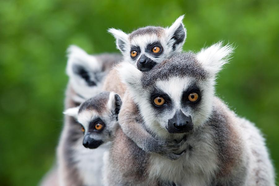 Ring-tailed lemur, Madagascar