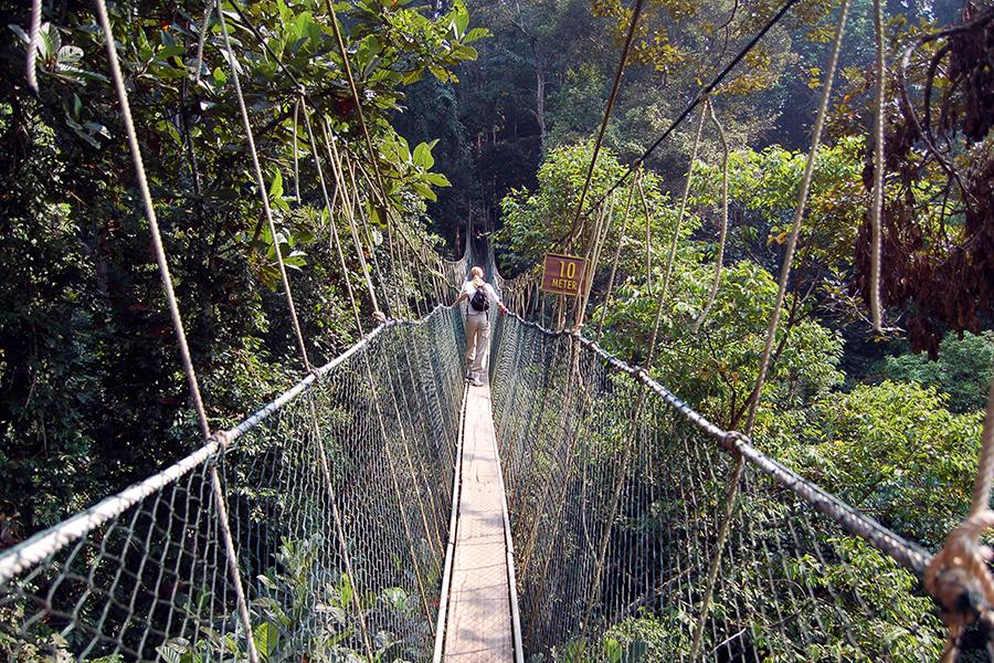 Get high into the canopy at Taman Negara National Park, Malaysia