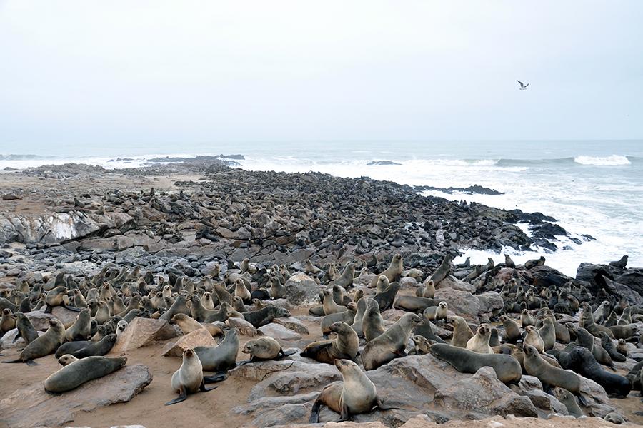 Seals on the Skeleton coast, Namibia