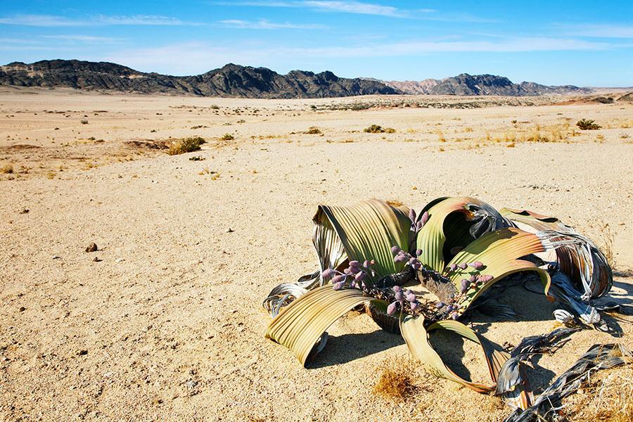 Head into the desert and try to find a Welwitschia plant - a living fossil