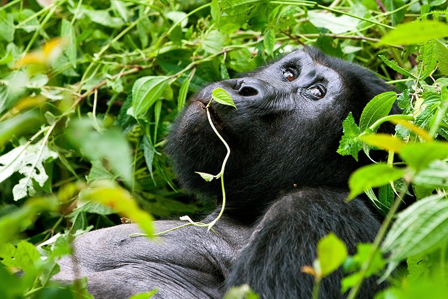 uganda_bwindi_np_mountain_gorilla
